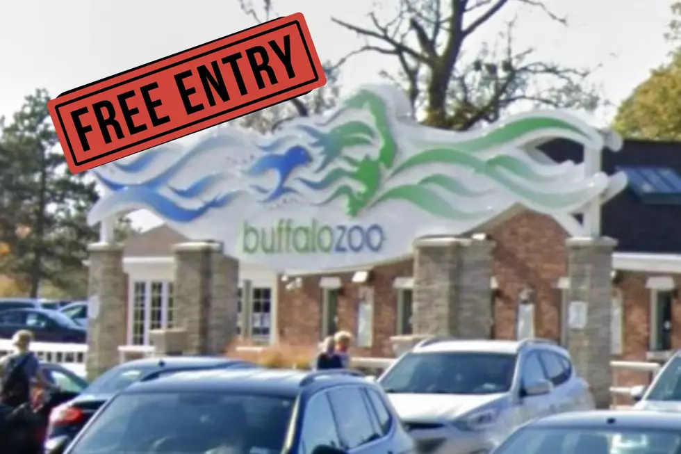 How To Get Into the Buffalo Zoo for Free