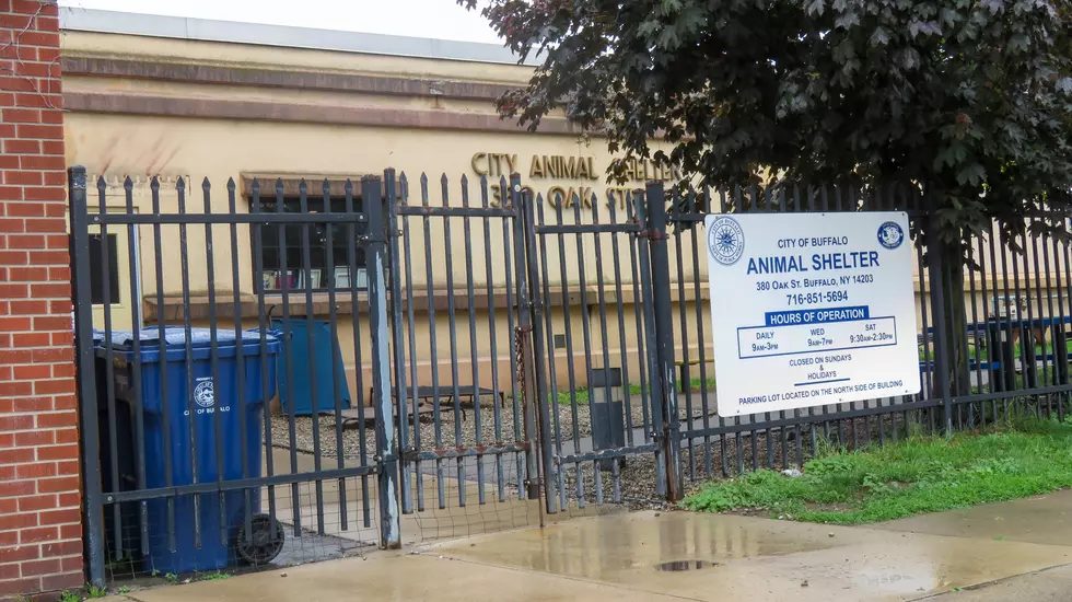 A New Home Is On The Way For Buffalo’s Animal Shelter